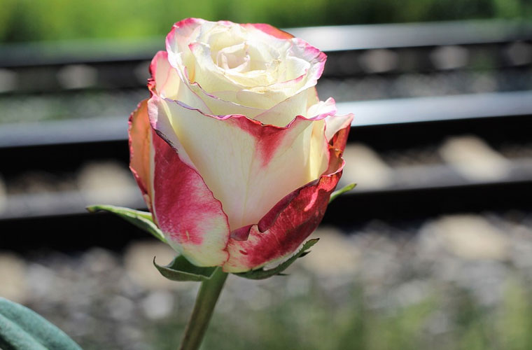 旅游管理專業(yè)